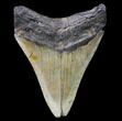 Bargain, Megalodon Tooth - North Carolina #80856-2